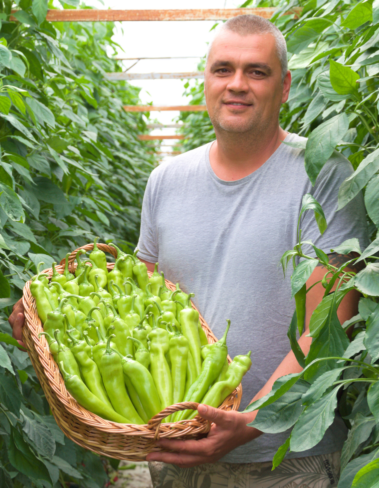 Halász Tibor